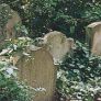 Lápidas en el cementerio judío de Schwarzrheindorf