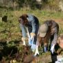 Aufnahme von Schüler/innen bei Aufräum- und Konservierungsarbeiten auf dem jüdischen Friedhof in Ustrzyki Dolny